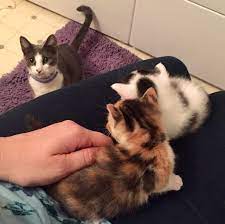 980x 2 stray cat cats fur babies