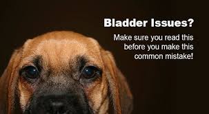 Top 3 Herbal Remedies For Utis In Dogs Dogs Naturally Dog Remedies Dog Uti Natural Remedies For Uti