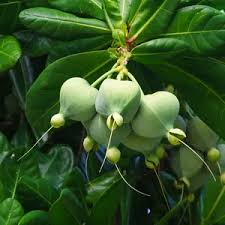 Image result for Barringtonia