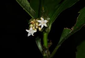 Image result for Psychotria peduncularis