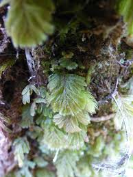 Image result for Hymenophyllum capillare