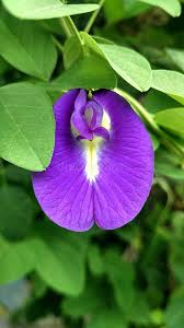 Image result for Clitoria ternatea