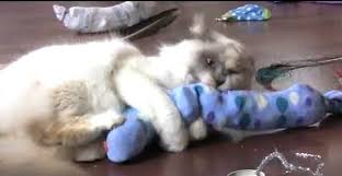 Pour trouver un jouet pour chat pas cher qui colle à vos attentes, examinez notre ample sélection. 62 Facons Ingenieuses De Reutiliser Les Chaussettes Orphelines