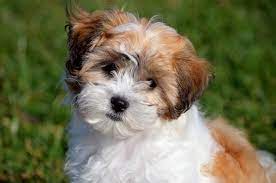 Super Cute Teddy Bear Dog Breed Dog Breeds Puppies Shichon Puppies Teddy Bear Dog Hypoallergenic Dog Breed