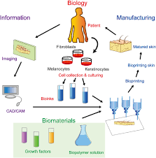 Check spelling or type a new query. Progress In Studies Of Epidermal Stem Cells And Their Application In Skin Tissue Engineering Stem Cell Research Therapy Full Text