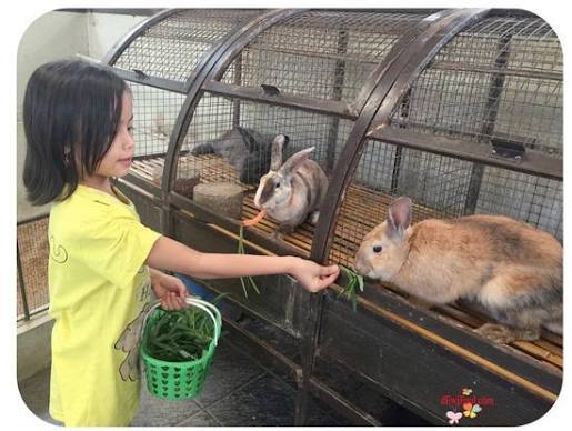 memberi makan kelinci - Foto Jendela Alam, Bandung - Tripadvisor