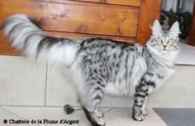 Beautiful Black And White Spotted Cat Les Chatons De L Annees 2014 Turkish Angora Cat Angora Cats Turkish Angora