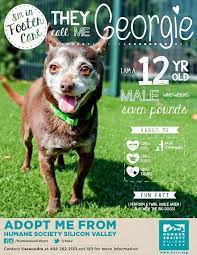 Adoptable Senior Chihuahua Mix Georgie 120493 Humane Society Silicon Valley Shelter Dog Photography Akita Dog Humane Society