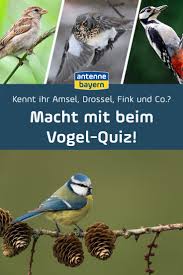 Kennt Ihr Amsel Drossel Fink Und Co Macht Mit Beim Vogel Quiz Quiz Deutschland Quiz Vogelarten