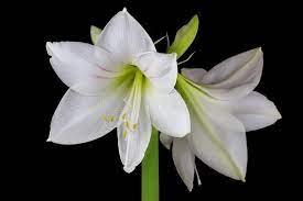 White Amaryllis Flower Royalty Free Stock Photos In 2021 Amaryllis Flowers Macro Photography Nature Amaryllis