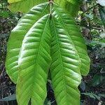 Image result for Gilbertiodendron dewevrei