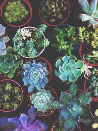 Succulent Desktop Background Posted By Sarah Mercado Download the free graphic resources in the form of png, eps, ai or psd. cutewallpaper org