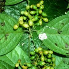 Image result for Xymalos monospora