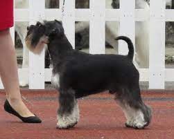 We did not find results for: File Miniature Schnauzer Black And Silver 1 Jpg Wikimedia Commons