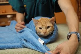 If you are a pro, then you could even hold the cat yourself. How To Gently Restrain Your Cat