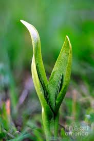 Image result for Ophioglossum vulgatum