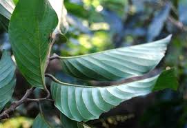 Image result for Monoon