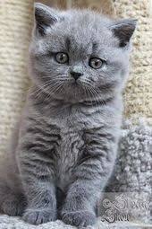 Photo Plus Petite Race De Chat British Shorthair Yavru Fiyat Planetrock Races De Chats Chat British Shorthair Photo Chat
