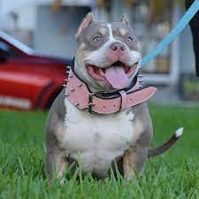 World S Best Extreme Build Pocket American Bully S Producer Of Multiple Abkc Champion American Bulli American Bully Kennels American Bully Bully Dog For Sale