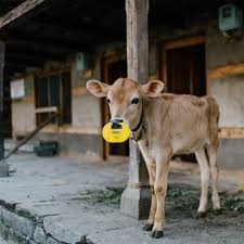 4 Pcs Weaning Cow Nose Ring Cattle Prevent Sucking Clip Calf Weaner | eBay  UK