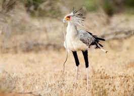 (sagittarius serpentarius) aka, the snake bird. Pin On Loves