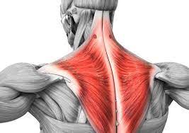 Your traps are involved in a variety of upper body movements and exercises, such as deadlifting, pulling, rowing and overhead pressing. Trapezius Muscle The Definitive Guide Biology Dictionary
