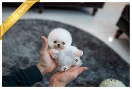 Buy and adopt healthy teacup puppies online such as, maltese, pomeranian, poodle, yorkie, pekingese, shih tzu and chihuahua, cavalier king are you searching for a healthy teacup puppy for adoption? Purchased By Matos Mochi Pomeranian F Rolly Pups Inc