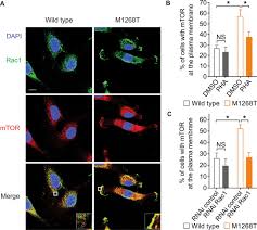 Tidak ada cinta untuk nada, karna raditya sangat menyayangi viola. A Pi3k And Gtpase Independent Rac1 Mtor Mechanism Mediates Met Driven Anchorage Independent Cell Growth But Not Migration Science Signaling