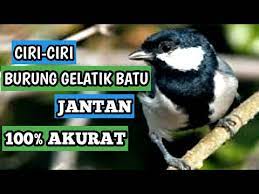 Perbedaan Burung Gelatik Batu Jantan Dan Betina Youtube