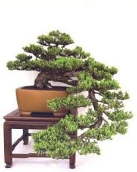 17 Jenis Seni Dan Gaya Bonsai Style Bonsai Bennisobekti Com