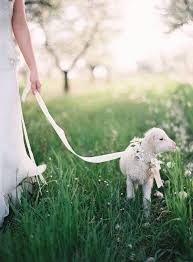 Moment S Wedding Pets Cutie Idea Animals
