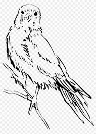 See more fan art related to #sample. Drawing Bird Wings Animal Staring Feathers Ibon Drawing Free Transparent Png Clipart Images Download