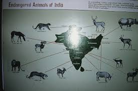 Endangered Animals Of India Quot Poster Flickr Photo Sharing Endangered Animals India Poster Endangered