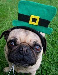 Saint Patrick S Day Leprechaun Hat Fitting All Size By Ilickyou 9 00 Happy St Patricks Day Pugs Pugs Funny