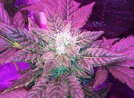 You'll only need a single light to grow a large plant in an indoor autoflower grow setup. Autoflower Led Guide