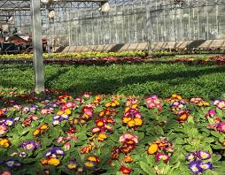 Special Promotion There Are A Few Days Hawgrip Plant Centre Nursery Facebook
