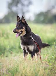 With the achievement app, you can earn money for walking, biking, swimming, and other exercises as tracked via the app. Walking Your Dog In The Middle Of A Heatwave Is As Dangerous As Leaving Them In A Hot Car