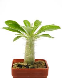 Image result for Pachypodium saundersii