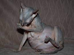 Snap of 'Engorged Hairless Cat' Creeps Out the Internet After Going Viral