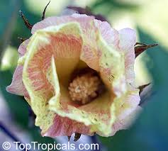 Image result for Gossypium barbadense