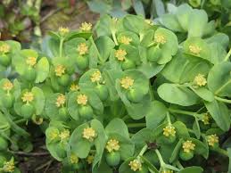 Image result for Smithia erubescens