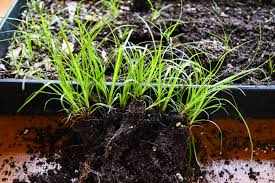 Image result for Carex johnstonii