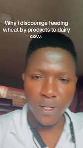 Why i discourage feeding cows