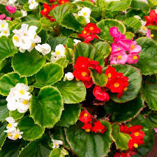 One of watershed's original tunes performed live at suburban tap in marietta ga. Wax Begonia Begonia Semperflorens My Garden Life