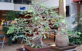 Foto Bonsai Asem Jawa Mudah Cahunit Com