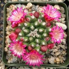 Mammillaria Bucareliensis Kaktus Garten Natur