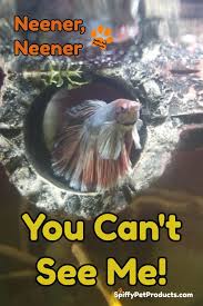Spiffy Pet Products Pet Product Ideas Reviews And Care Tips For Your Cat Dog Fish Bird Or Other Small Pets Betta Fish Toys Betta Fish Fresh Water Fish Tank
