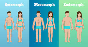 Know Your Body Type Somatotype