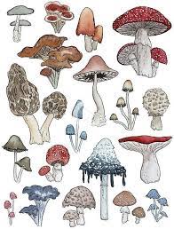 15 Estilos De Delineado Grafico Que Encenderan Tu Mirada In 2021 Mushroom Art Hippie Art Mushroom Drawing