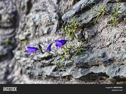 We did not find results for: Alpine Blue Bell Among Image Photo Free Trial Bigstock
